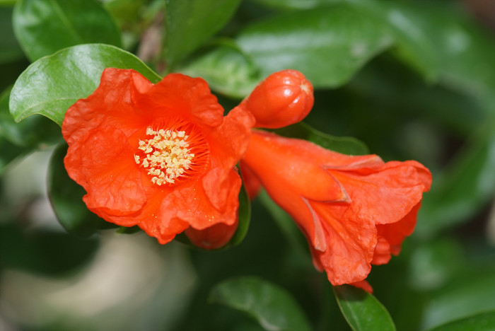 석류나무 - Punica granatum L.