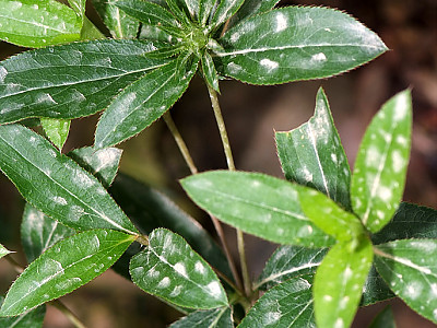 삽주 사진 - Atractylodes ovata (Thunb.) DC. Photos