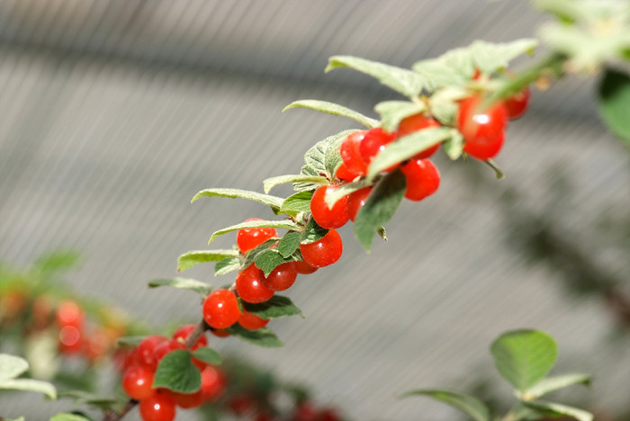 앵도나무 - Nanking Cherry, Downy Cherry, Prunus tomentosa Thunb.