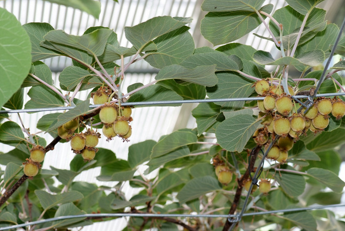다래 - Actinidia arguta (Siebold & Zucc.) Planch. ex Miq. var. arguta