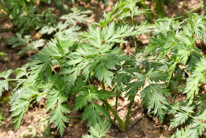 천궁 - Cnidium officinale Makino