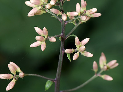 우산나물 사진 - Syneilesis palmata Photos