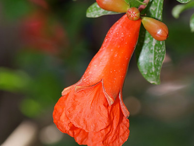 석류나무 사진 - Punica granatum L. Photos