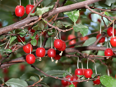 보리수나무 사진 - Elaeagnus umbellata Thunb. Photos