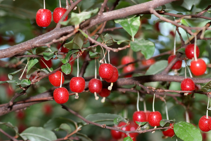 보리수나무 - Littleleaf linden tree, Elaeagnus umbellata Thunb.