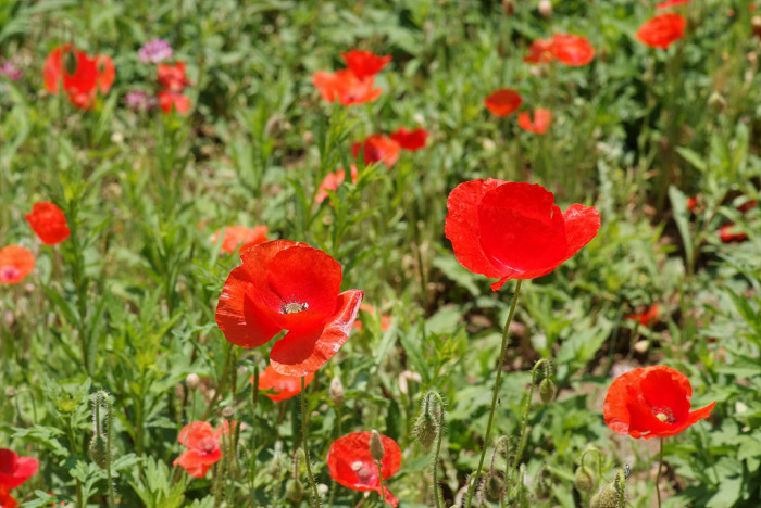 개양귀비 - Field Poppy, Papaver rhoeas L.