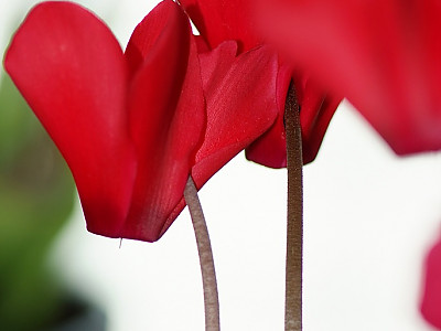 시클라멘 사진 - Cyclamen persicum Photos