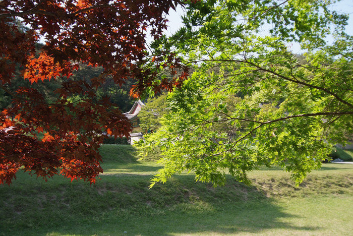 단풍나무 - Acer palmatum Thunb. ex Murray, Acer palmatum Thunb. ex Murray