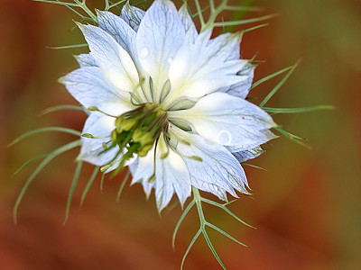 니켈라 사진 - Nigella damascena Photos