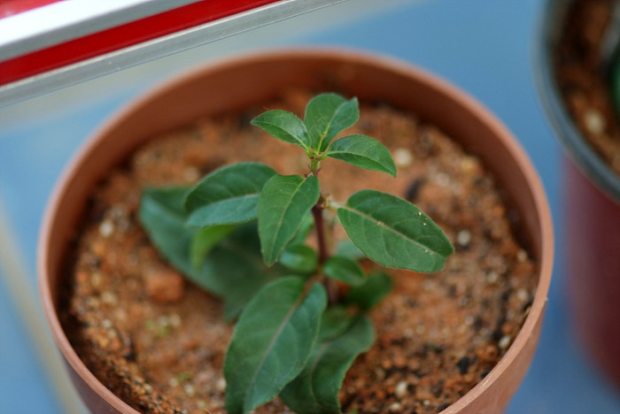 후쿠시아 - Common garden fuchsia, Fuchsia spp.