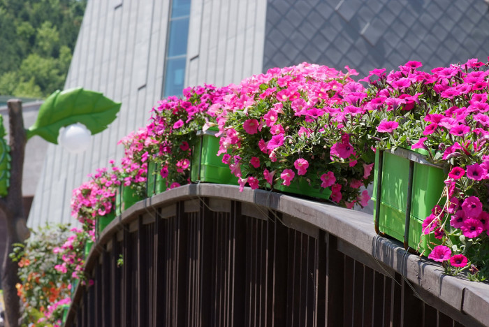페튜니아 - Common Garden Petunia, Petunia hybrida