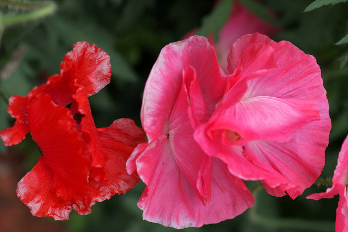 개양귀비 - Field Poppy, Papaver rhoeas L.