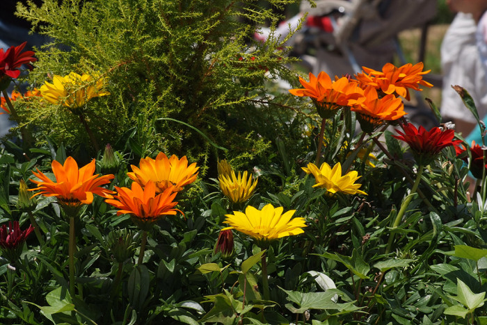 가자니아 - Gazania, Gazania rigens (L.) Gaertn.