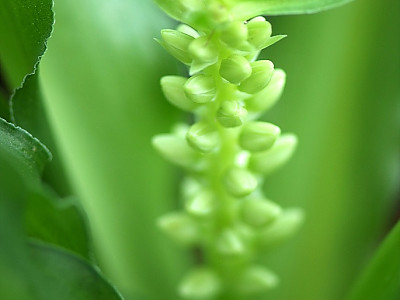 파인애플릴리 사진 - Eucomis Photos