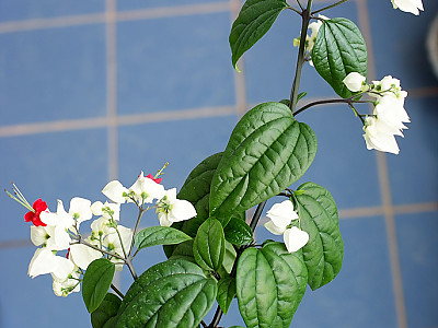 클레로덴드럼 톰소니에 사진 - Clerodendrum Thomsoniae Photos