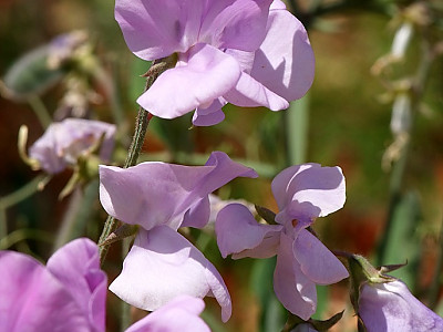 스위트피 사진 - Lathyrus odoratus L. Photos