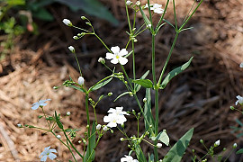 흰장구채 - Silene oliganthella Nakai