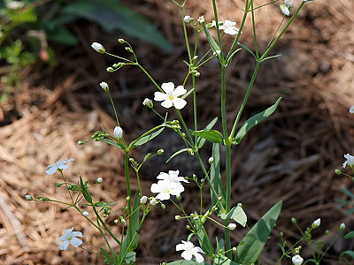 흰장구채 사진 - Silene oliganthella Nakai Photos