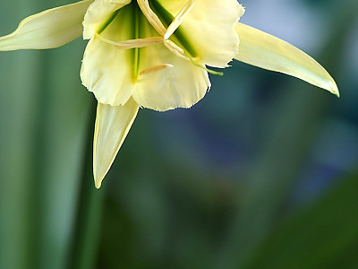 스파이더릴리 사진 - Hymenocallis Photos