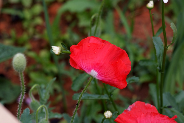 개양귀비 - Field Poppy, Papaver rhoeas L.