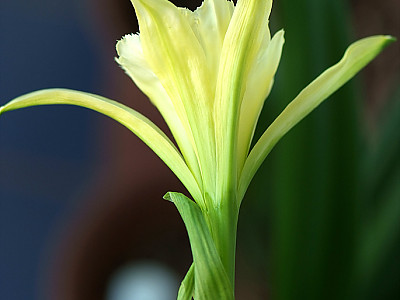 스파이더릴리 사진 - Hymenocallis Photos