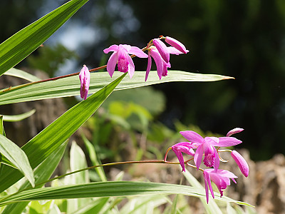 자란 사진 - Bletilla striata (Thunb. ex Murray) Rchb.f. Photos