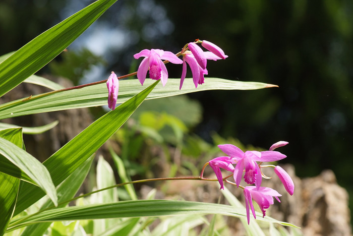 자란 - Bletilla striata (Thunb. ex Murray) Rchb.f.