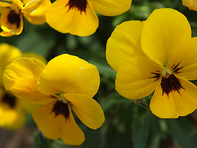 팬지 사진 - Viola tricolor L. Photos