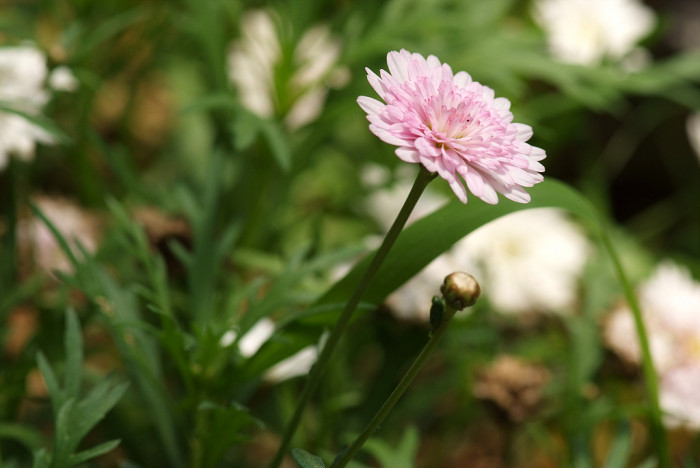 목마가렛 - Chrysanthemum frutescens