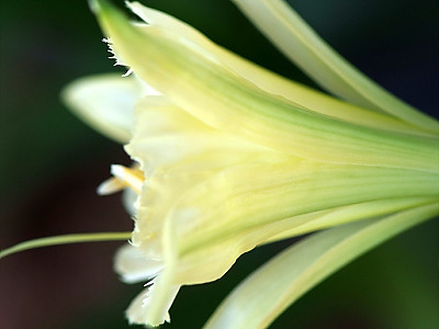 스파이더릴리 사진 - Hymenocallis Photos