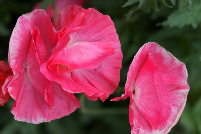 개양귀비 - Field Poppy, Papaver rhoeas L.