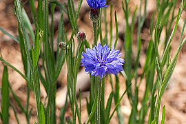 수레국화 - Centaurea cyanus L.