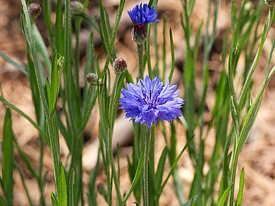 수레국화 사진 - Centaurea cyanus L. Photos