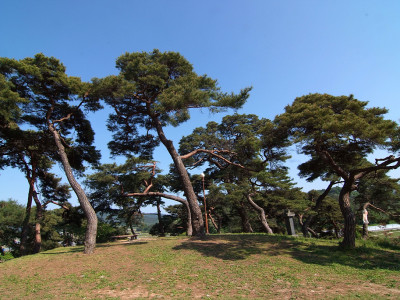 소나무 사진 - Pinus densiflora Siebold & Zucc. Photos