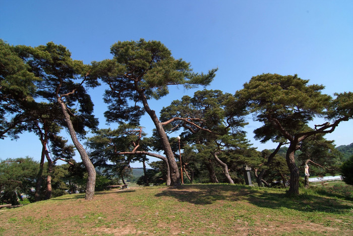 소나무 - Pine Tree, Pinus densiflora Siebold & Zucc.