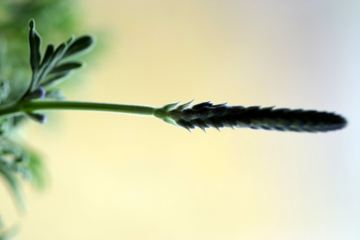 피나타라벤더 - Pinnata lavender, Lavandula spp.