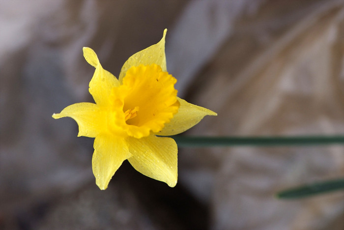 수선화 - daffodil, Narcissus tazetta var. chinensis