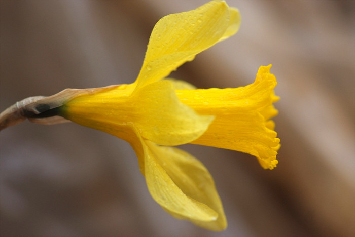 수선화 - daffodil, Narcissus tazetta var. chinensis