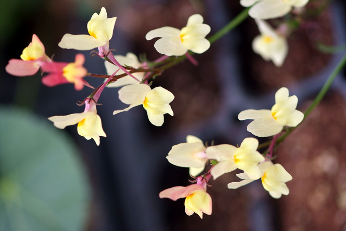 리나리아 - Clovenlip Toadflax, Linaria bipartita