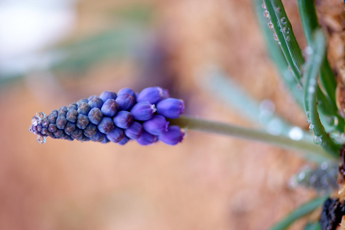 무스카리 - blue grape hyacinth, Muscari armeniacum.