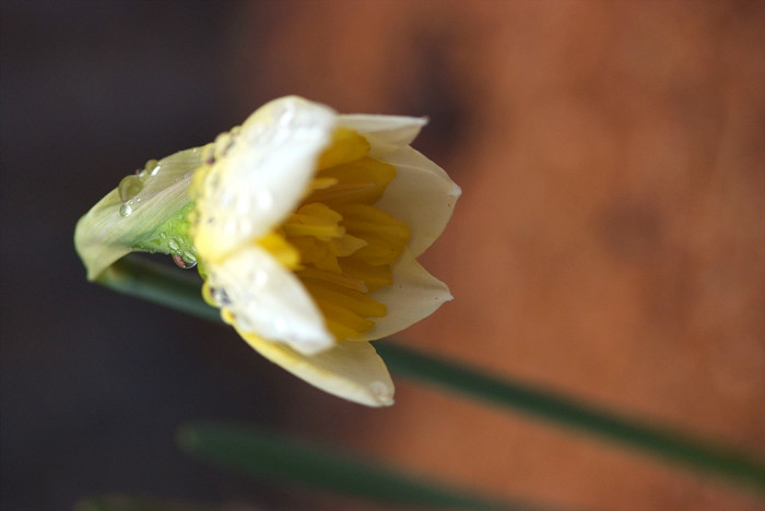 수선화 - daffodil, Narcissus tazetta var. chinensis
