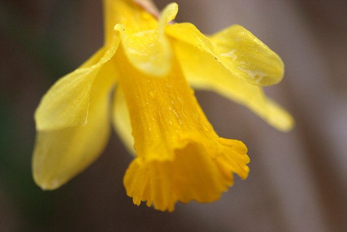 수선화 - daffodil, Narcissus tazetta var. chinensis