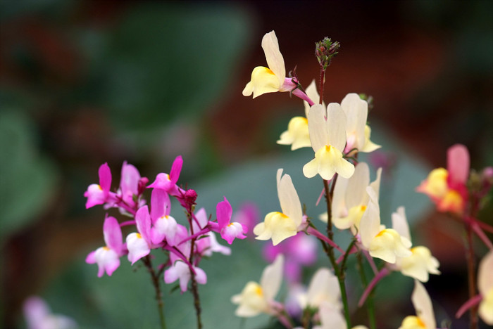 리나리아 - Clovenlip Toadflax, Linaria bipartita