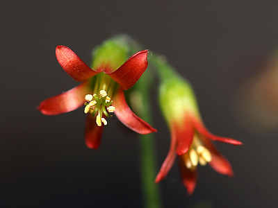 파필라리스 사진 - Cotyledon papilaris Photos