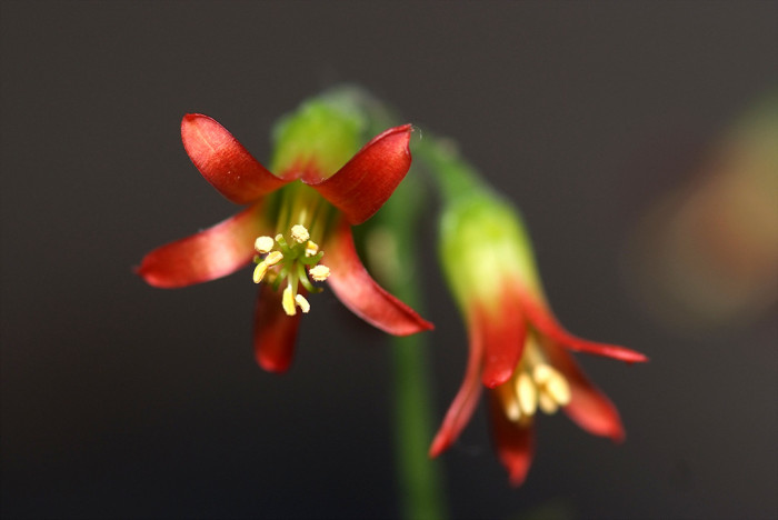파필라리스 - Cotyledon papilaris