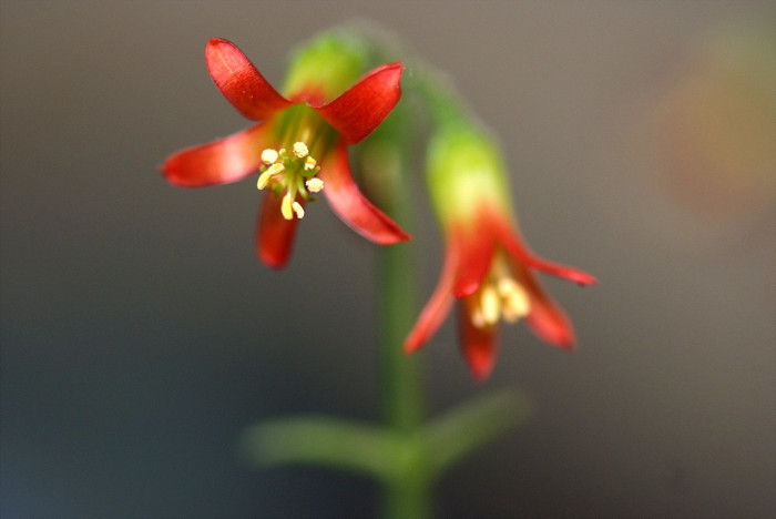 파필라리스 - Cotyledon papilaris
