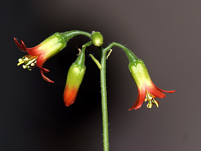 파필라리스 사진 - Cotyledon papilaris Photos