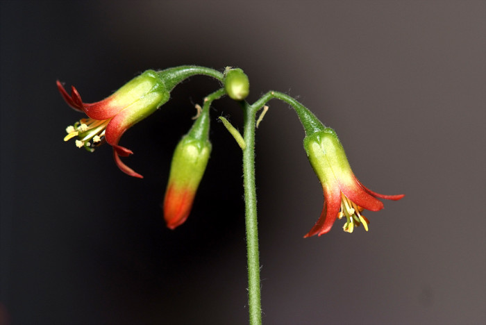 파필라리스 - Cotyledon papilaris