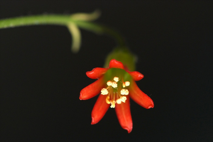 파필라리스 - Cotyledon papilaris
