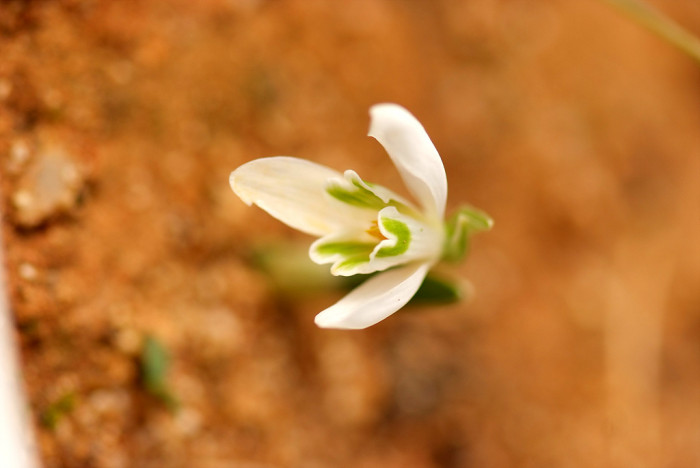 스노우드롭 - Snowdrop, Gay flower, Galanthus nivalis
